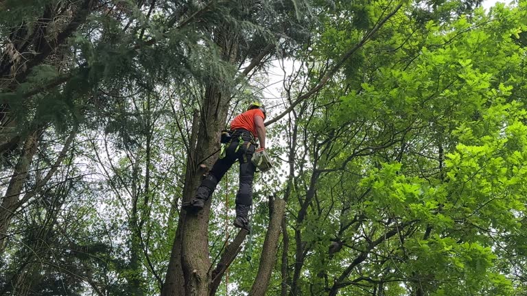 Best Fruit Tree Pruning  in Chatsworth, IL
